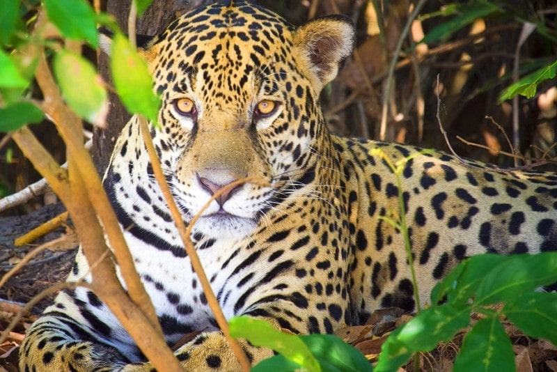 Pantanal 02-BTG